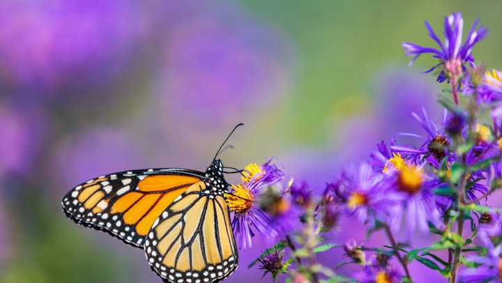 Don't have time to rake? Leave the leaves to help protect wildlife