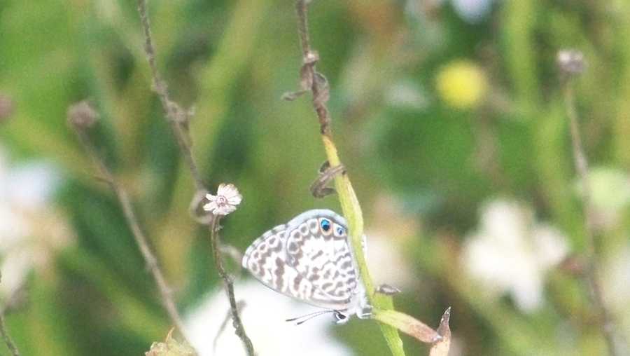 Butterfly species recorded for first time in Ohio