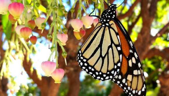 Monarch butterfly in Pacific Grove