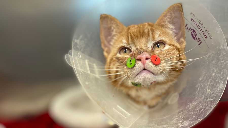 The kitten had a broken jaw as well as serious facial lacerations, which the veterinarians at Angell repaired using colorful buttons.