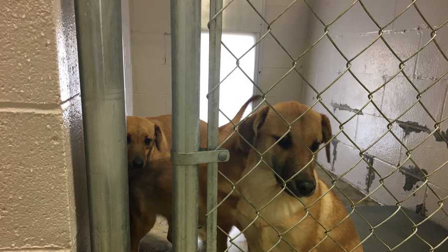 Fayette Animal Shelter reports 'code red' dogs now safe