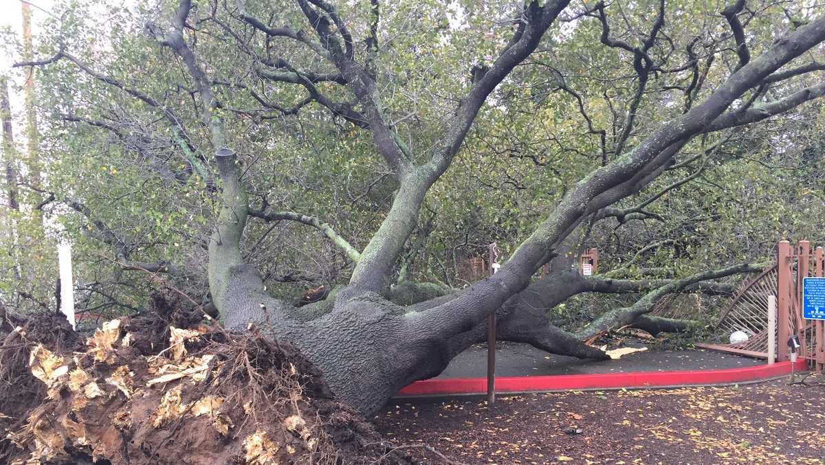 Uprooted oak tree crashes on apartment complex gate
