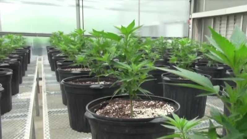 Recreational marijuana could return to Florida ballot in 2026: What you need to know