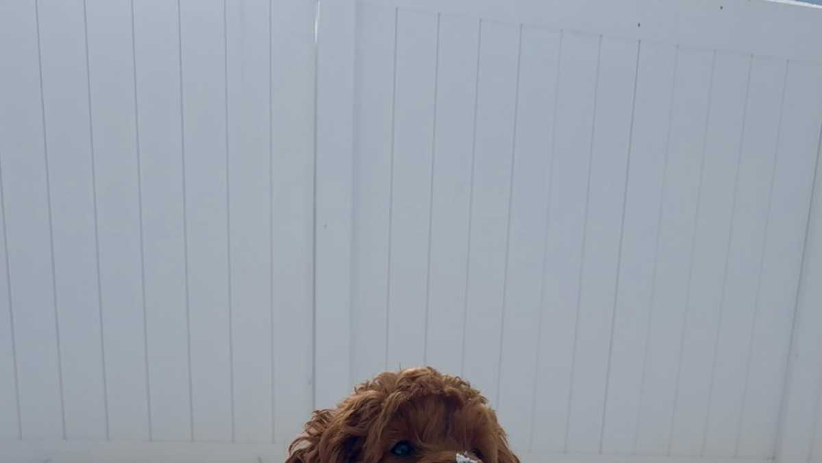 How to protect pets for winter weather