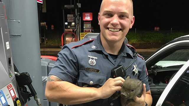 Deputy Chris Jones rescues pig