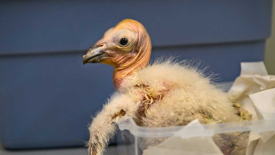 17 critically endangered condor chicks hatch at Los Angeles zoo