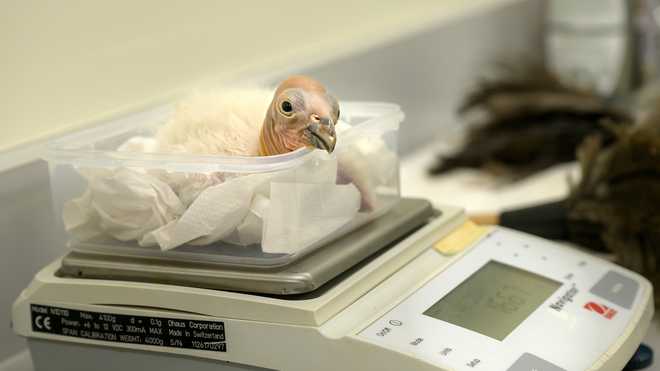 17 critically endangered condor chicks hatch at Los Angeles zoo