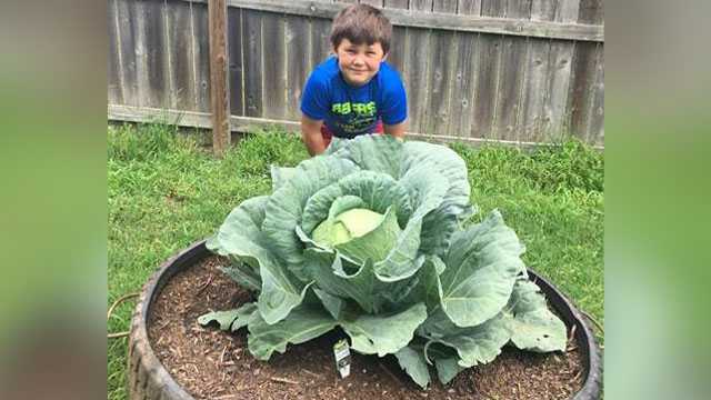Slade Tull, who goes to Cleveland Intermediate School in Cleveland, Oklahoma, is Oklahoma's winner in the National Bonnie Plants Cabbage Program.