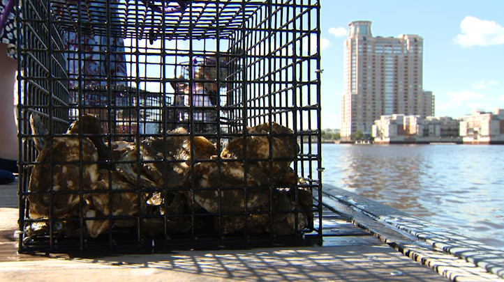 New goal set to grow 5M oysters in Baltimore harbor over 5 years