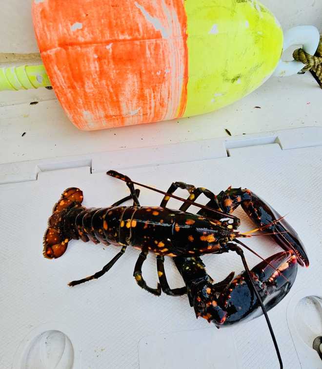 Calico&#x20;lobster&#x20;caught&#x20;near&#x20;Wells