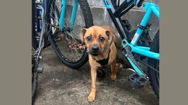 Police searching for owner of dog abandoned inside port-a-potty at ...