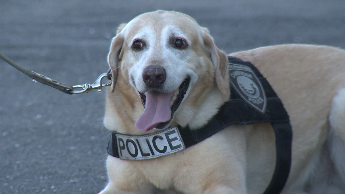 Top dog at Cambridge Police Department celebrates 9th birthday