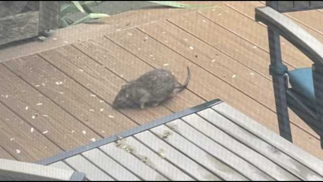 Cambridge considers appointing rat liaison to address rodent surge - Vimarsana News