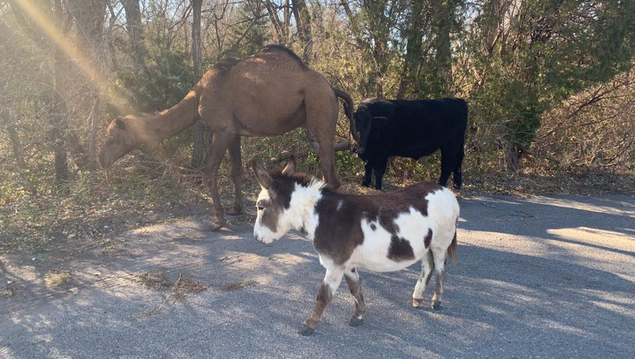 An unusual trio of animals was spotted wandering in Goddard, Kansas, this weekend. 