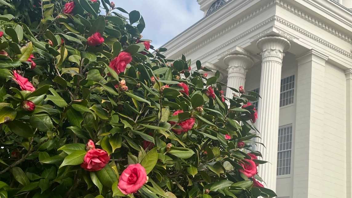 Gov. Kay Ivey honored with new camellia variety
