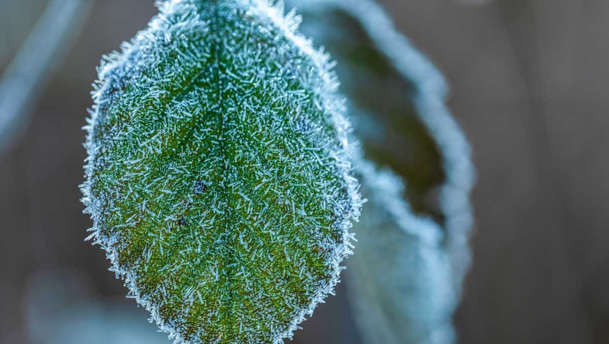 Frosty start to the weekend with sun on the way