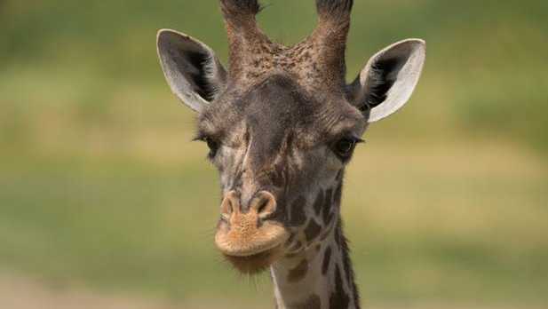Giraffe dies after giving birth at Ohio zoo