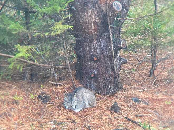 Canada Lynx on the move in Vermont