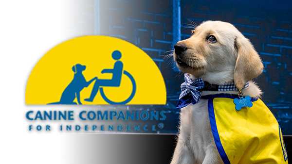 why do you want to be a canine companion for independence puppy raiser