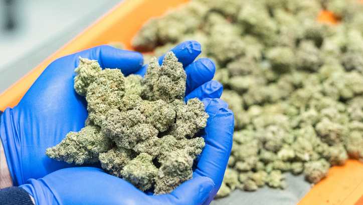 Medical pot user who lost job after drug test takes case over unemployment to Vermont Supreme Court - Vimarsana News