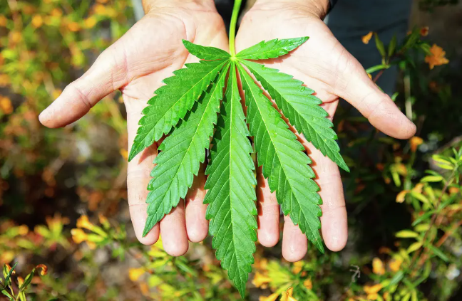 ksbw.com -  Lester Black, News editor, SF GATE  - Hunting for the world's most mythical cannabis: Big Sur Holy Weed