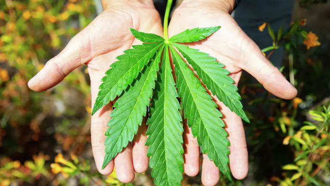 Hunting for the world's most mythical cannabis: Big Sur Holy Weed