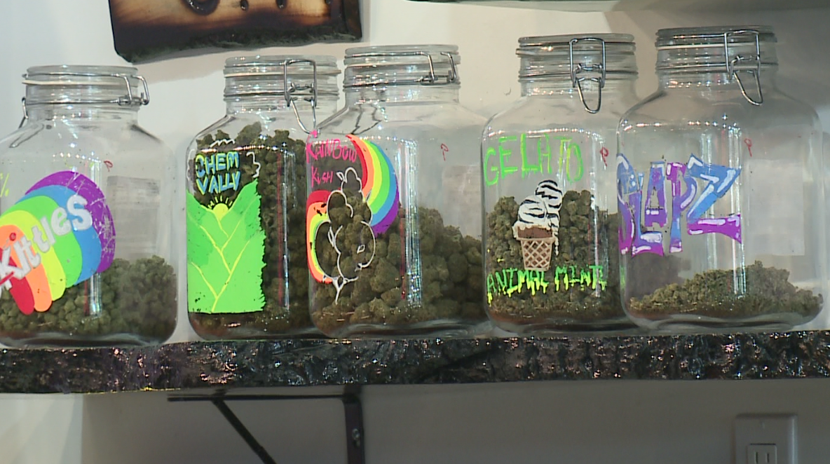 Connoisseurs recruited to be Cannabis Cup judges - Vimarsana News