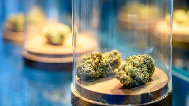 Magic Mann cannabis dispensary holds grand opening in Essex Junction - Vimarsana News