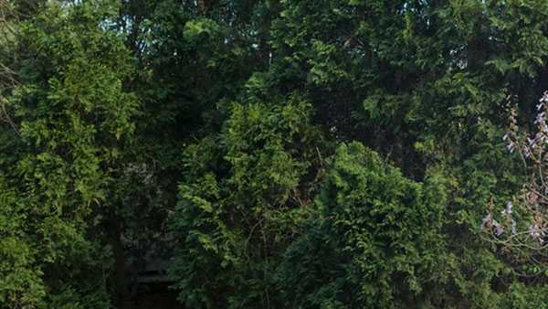 11-year-old Girl Scout walking when killed by tree at Indiana camp