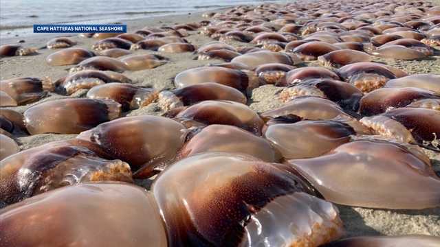 Swarm of jellyfish wash ashore Ocracoke Island - Vimarsana News
