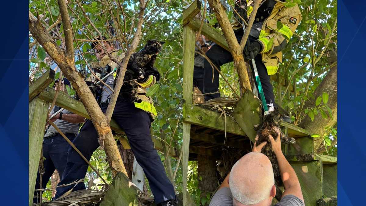 Fire Department Tree Rescue Cape Coral Fire Department rescues cat from tree