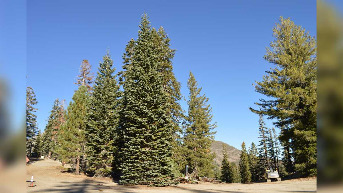 U.S. Capitol Christmas tree to stop in Albuquerque