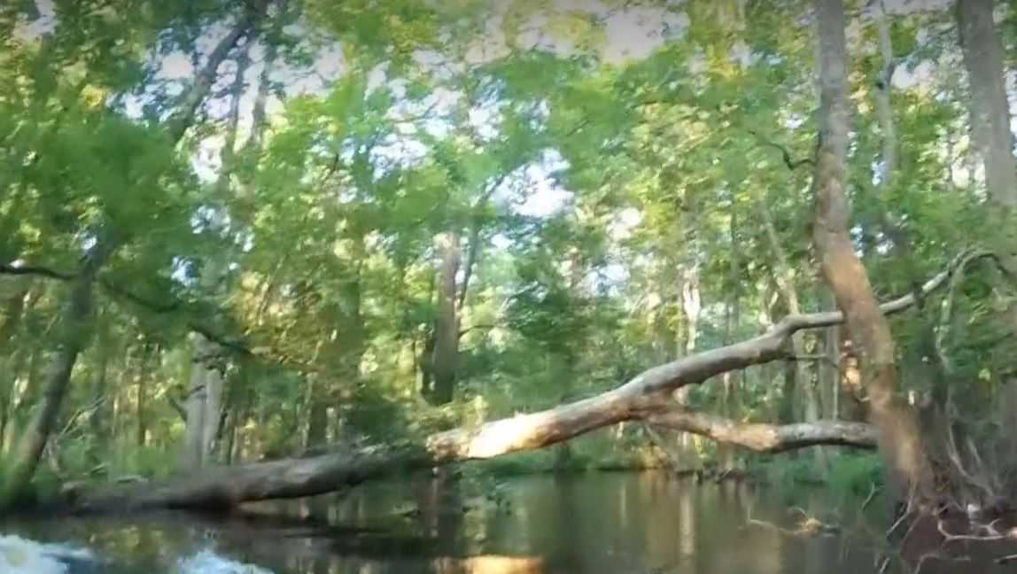 Caught on camera This kayaker was rushed by alligator while paddling