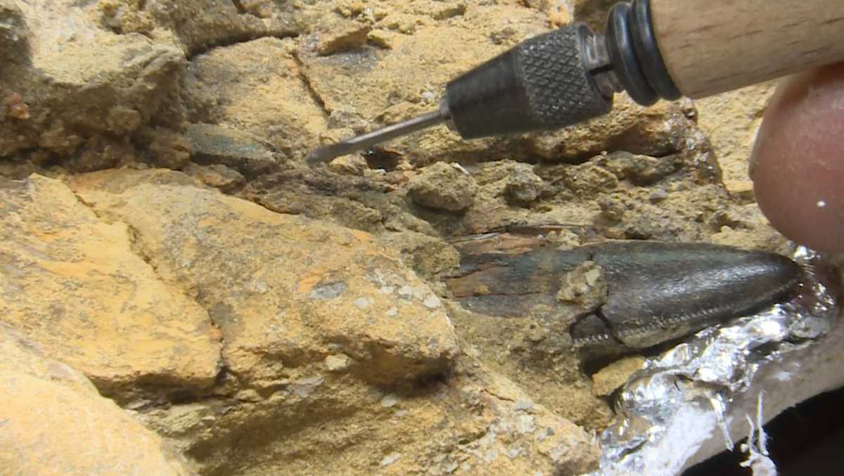 KU researchers find world's most complete young T. rex fossil