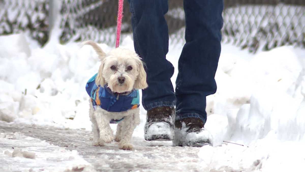 Volunteers help walk shelter dogs in winter weather, provide cold