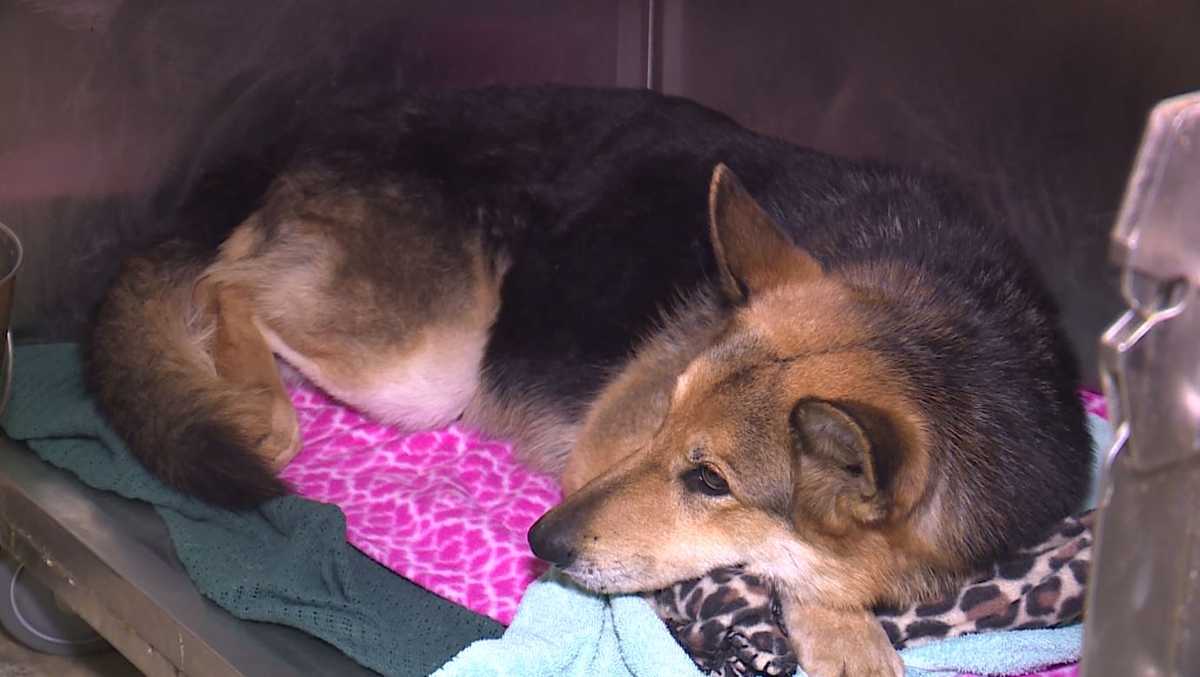 KC bus driver, good Samaritan help save dog hit by vehicle