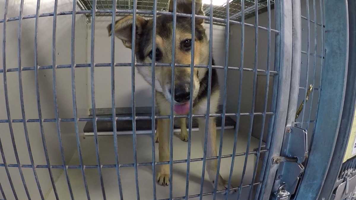 KC Pet Project sets record with nearly 1,000 pets taken in during April