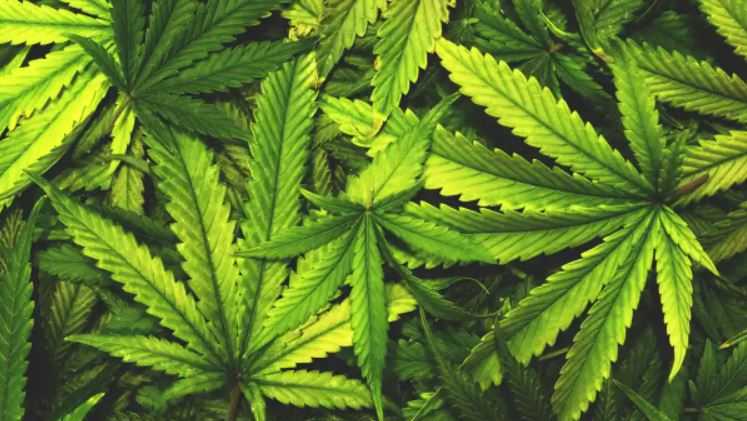 North Carolina Senate committee pushed bill on synthetic hemp products