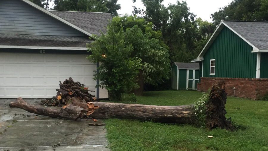 Man dies after tree falls on him during storm in Ormond Beach