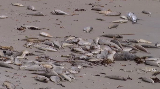 Thousands of dead fish wash up on Siesta Key shore, red tide likely to ...