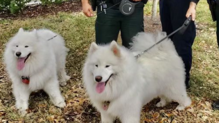 Palm Beach County: Woman arrested after dogs left in hot car