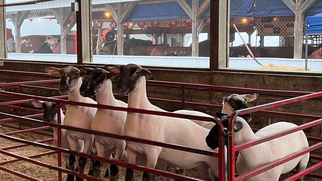 Youth livestock farmers take center stage at Windsor Fair - Vimarsana News