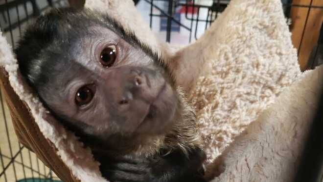 Monkey shows up on Kentucky grandpa's porch, then befriends his family