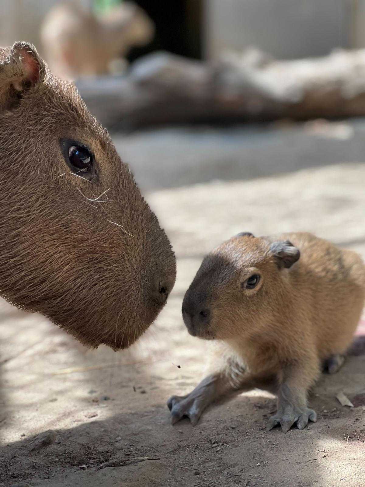 Sacramento Zoo Celebrates Birth Of Baby Capybara