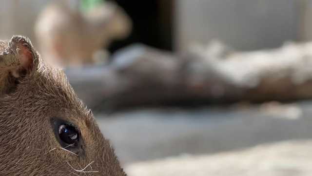 Zoo's 'romantic' efforts bring arrival of first capybara baby in 11 years
