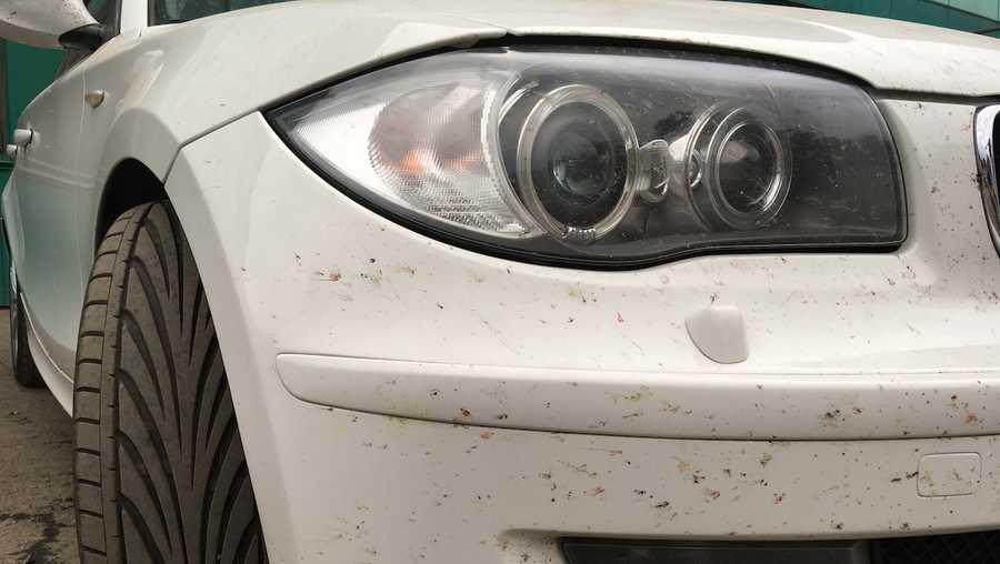 traces of dead insects on the car bumper