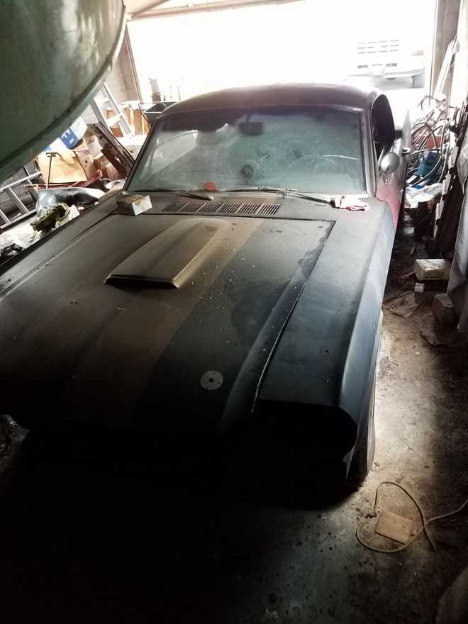 mustang&#x20;found&#x20;in&#x20;barn