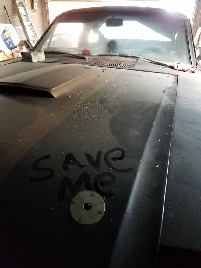 mustang&#x20;found&#x20;in&#x20;barn