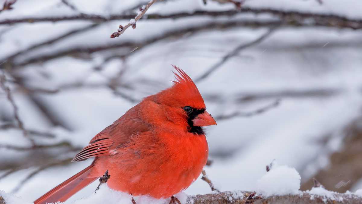 How much snow? Latest snowfall totals from across Mass.