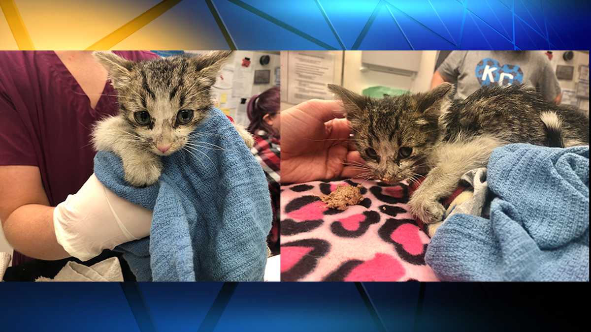 A survival story: Kitten rescued after spending weeks stuck in a ...